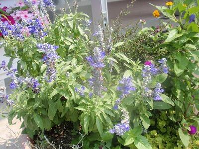 お花も暑さに負けていません。