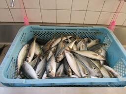 さばく前のアジ