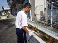 定植後の水やり