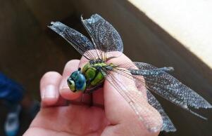 小学生が捕まえたトンボ