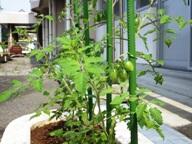 6月9日のトマト