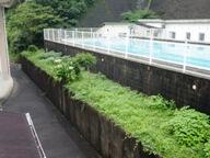 草が伸びたプールの回り