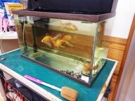金魚を飼っている水槽