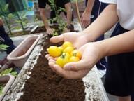 収穫したトマト