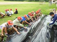 さつまいもの苗植え①