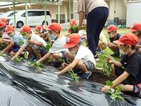 さつまいもの苗植え②