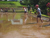 田植えの様子①