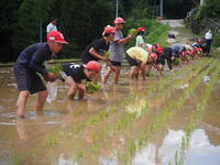 田植えの様子②