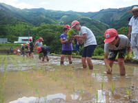 田植えの様子③