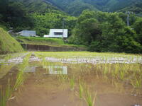 無事、田植えが終わりました！