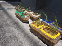 いただいた苗をペットボトルに植えました！