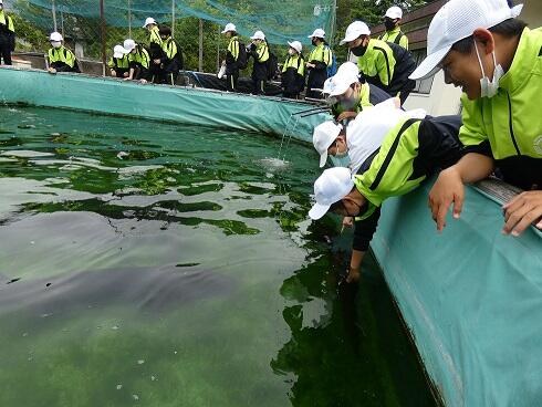 チョウザメを触っている様子