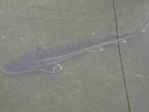 ロシアチョウザメ