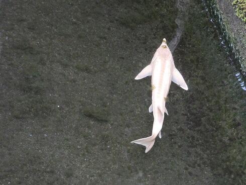 アルビノコチョウザメ