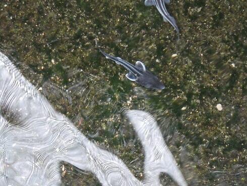 ベルステルチョウザメ