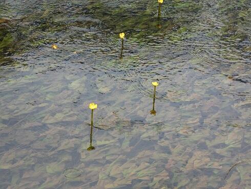 オグラコウホネ