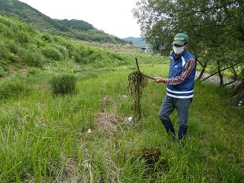 ウォーターバコパ