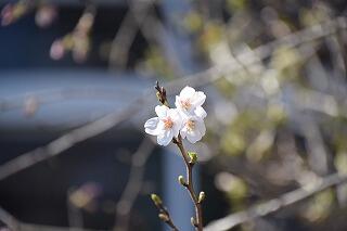 桜 桜