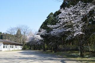 桜並木 桜並木