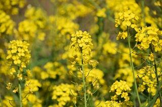 菜の花 菜の花