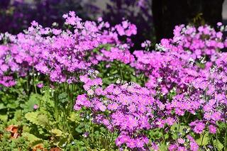 花壇の花 花壇の花