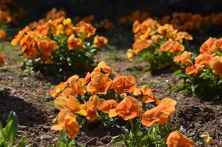 花壇の花 花壇の花