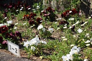 花壇の花 花壇の花