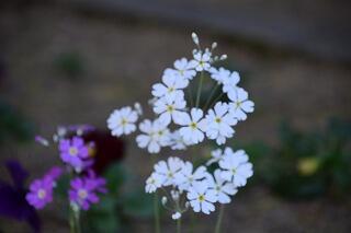 花壇の花 花壇の花