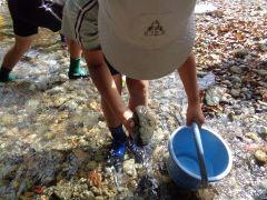 水生生物探し