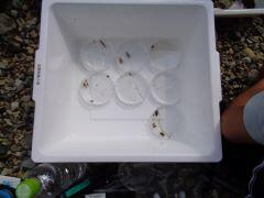 たくさん見つけた!