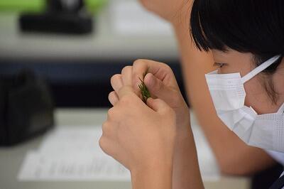 ヒノキの葉を見る生徒