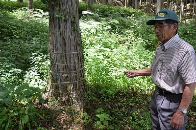 食害を防ぐテープ