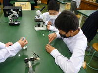 プレパラートを作成しています