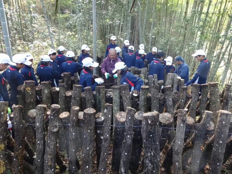 ほだ木組3 ほだ木組3