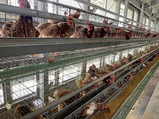 あっという間に大きくなるようです。