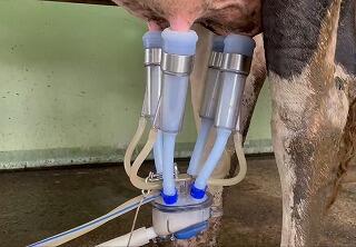 搾乳機で搾乳されている様子