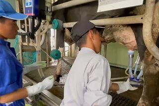 先輩が後輩に搾乳方法を教えています。