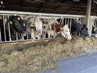 都城農業の乳牛
