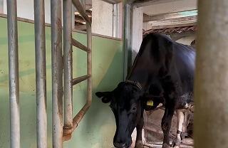 搾乳室に入ってくる乳牛