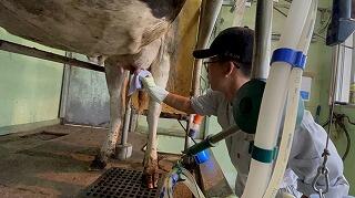 乳牛に搾乳機を付ける生徒