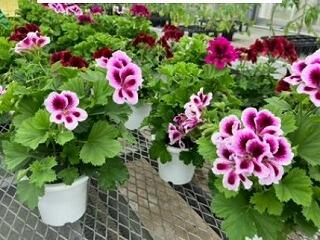 ぺラルゴニウム