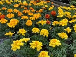 マリーゴールド