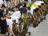 １年生田植え１
