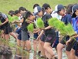１年生田植え　３