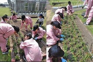 ライフデザイン科定植