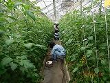 トマト作業の様子