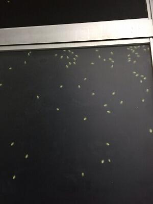 カメムシのアップ