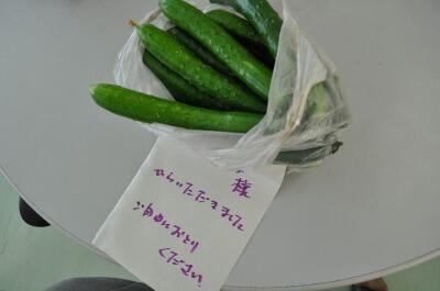 大量のキュウリ１