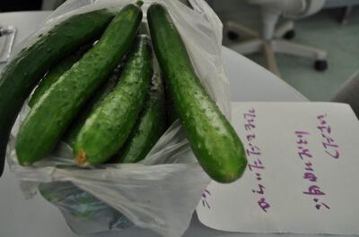 都農の取れたてキュウリ