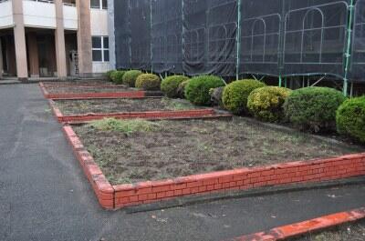 都農高校 3年花壇の様子 都農高校 3年花壇の様子